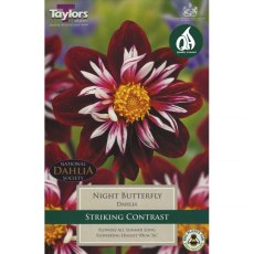 Dahlia Night Butterfly (1 tuber)