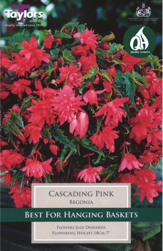Taylors Bulbs Begonia Cascading Pink (3 tubers)