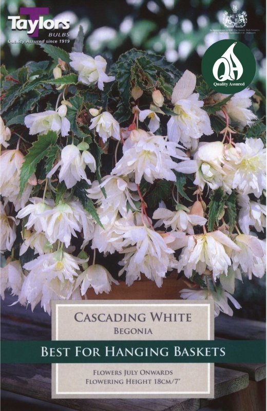 Taylors Bulbs Begonia Cascading White (3 tubers)