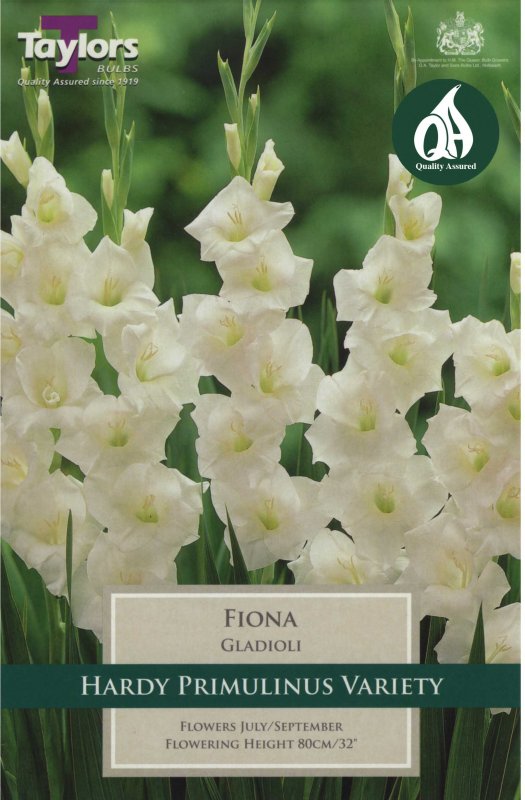 Taylors Bulbs Gladiolus Fiona (10 corms)