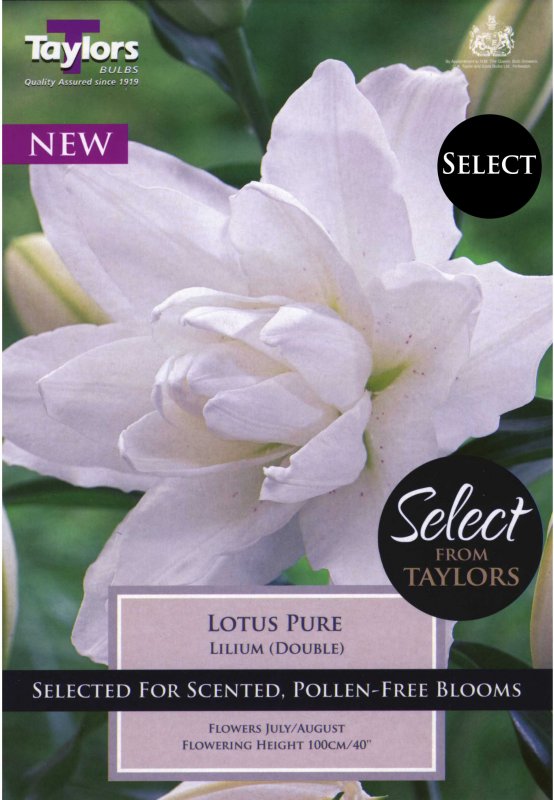 Taylors Bulbs Lilium Lotus Pure (2 bulbs)