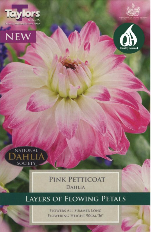 Taylors Bulbs Dahlia Pink Petticoat (1 tuber)