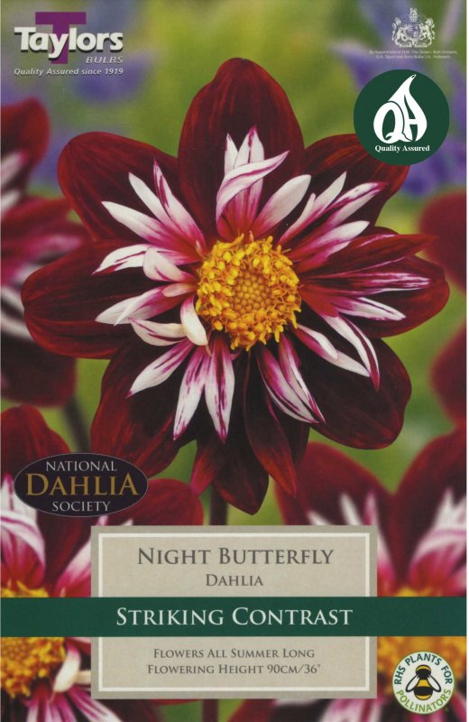 Taylors Bulbs Dahlia Night Butterfly (1 tuber)