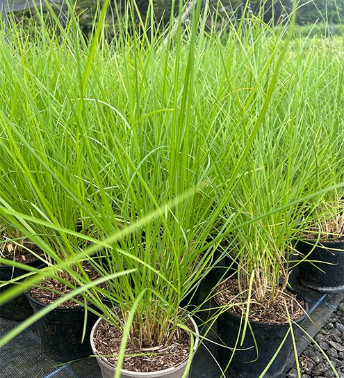 Grasses