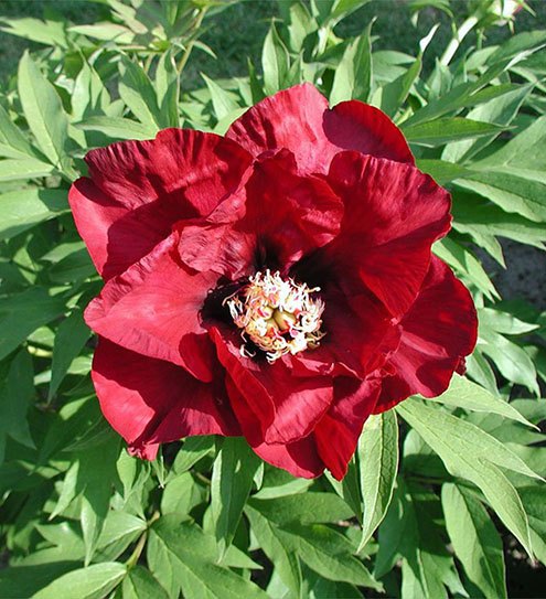 Potted Tree Peonies 