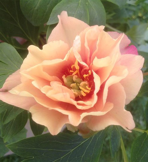 Potted Intersectional Peonies 