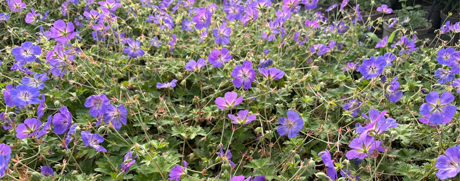 Gardening in October