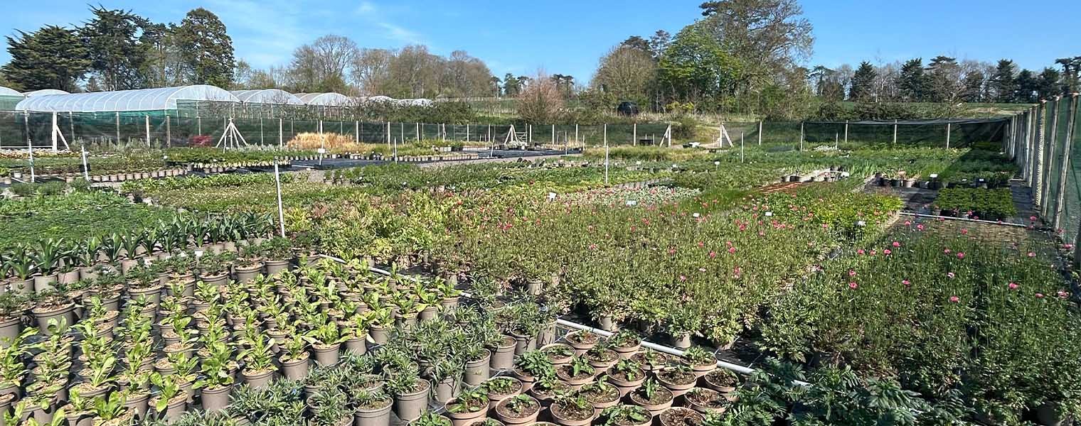 Kelways at Chelsea 2026