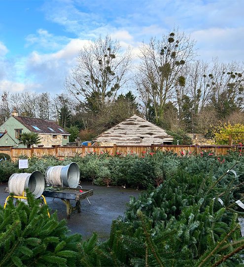 Christmas Trees 