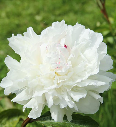 Potted Herbaceous Peonies 