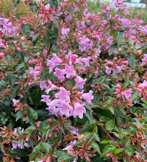Shrubs