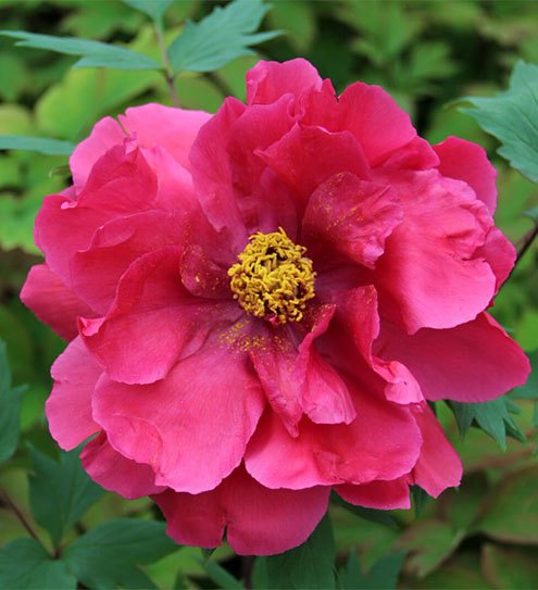 Field-Grown Japanese Tree Peonies