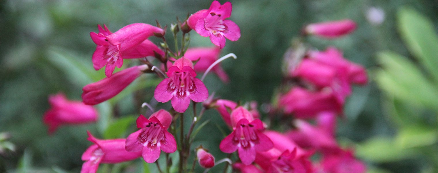 Penstemons