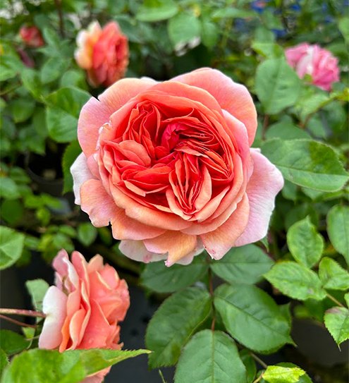 Roses