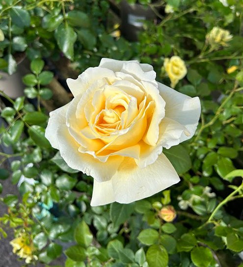 Roses