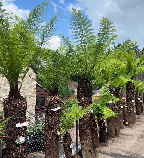 Tree Ferns