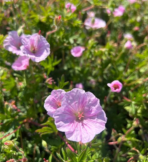 Perennials