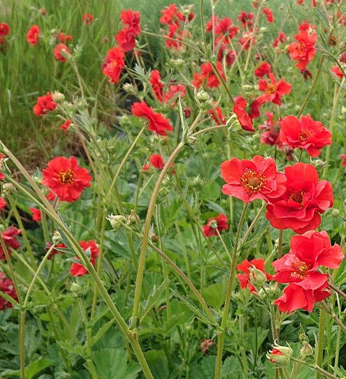 Perennials