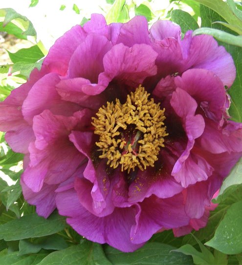 Field-Grown Lutea Hybrid Peonies
