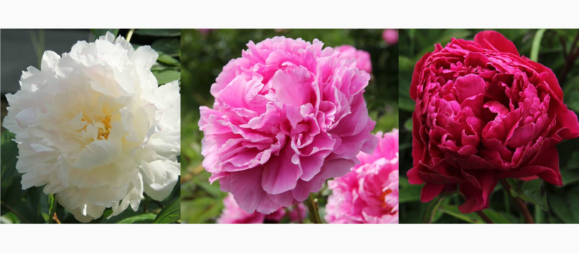 Up to 50% off on selected peonies 
