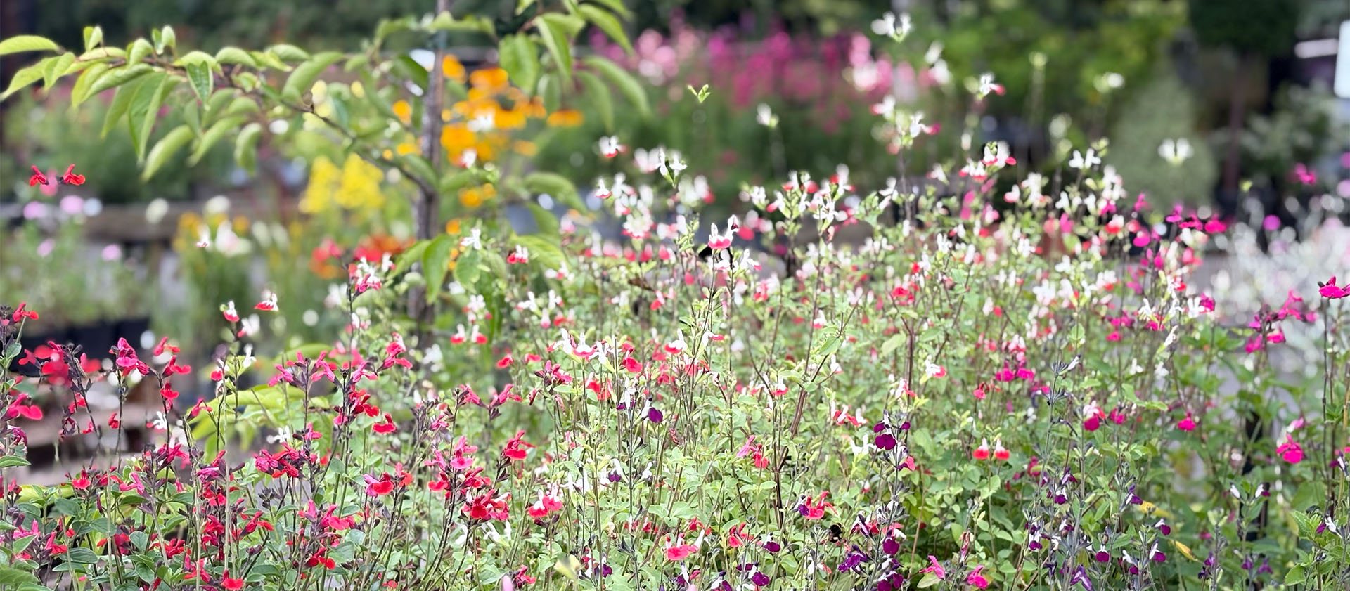 Plant Centre 