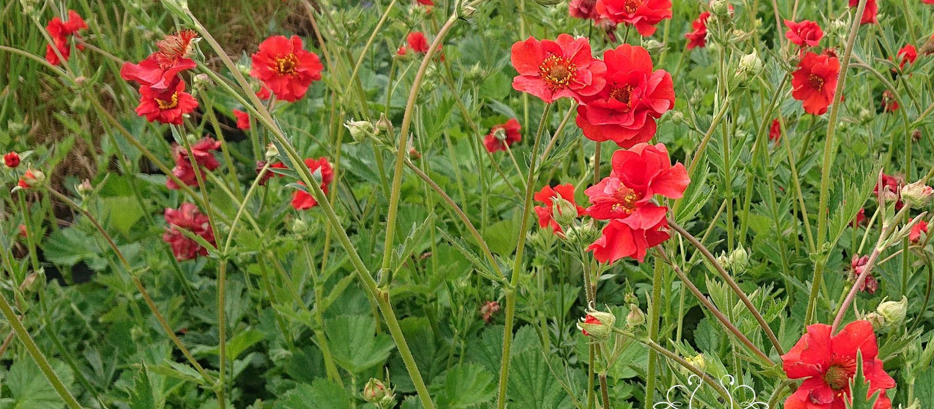 20% OFF 9cm Perennials