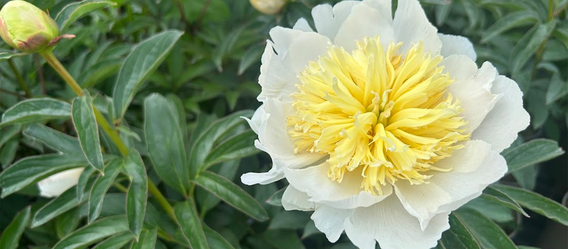Summer flowering Peonies 