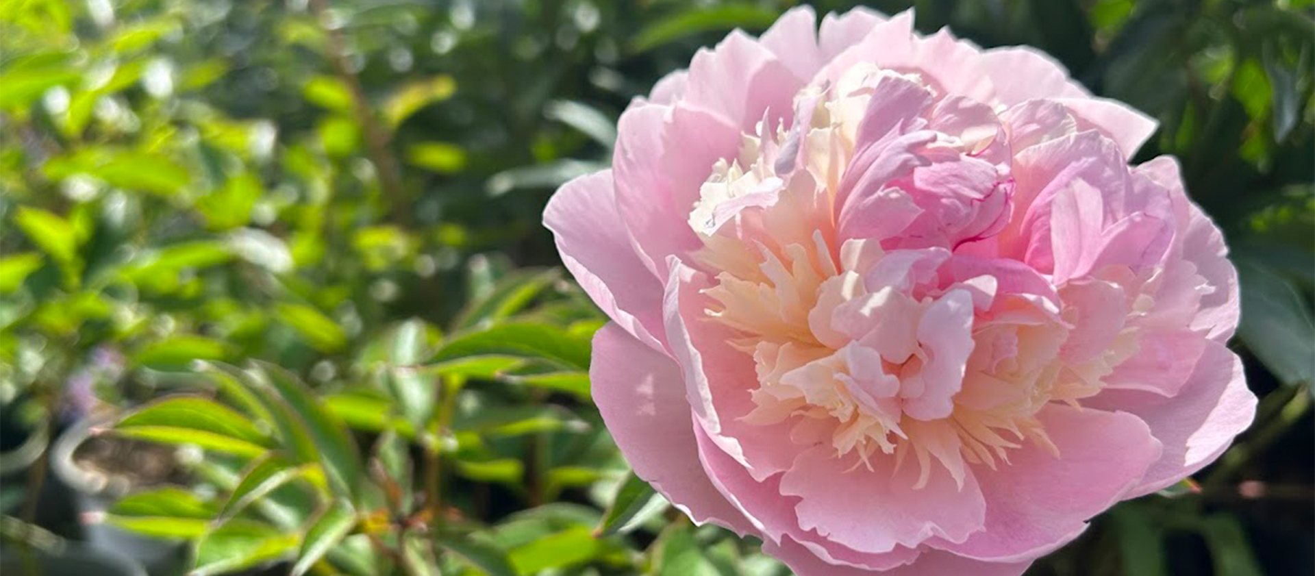 Summer flowering Peonies 