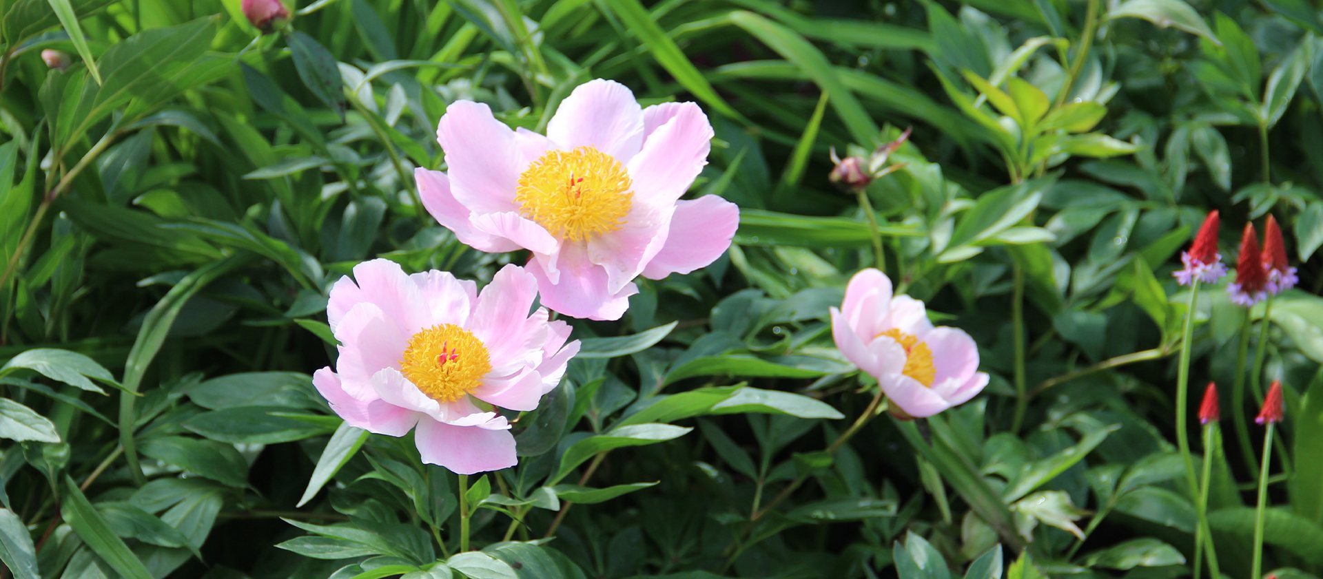 Last Chance to order Field Grown Peonies