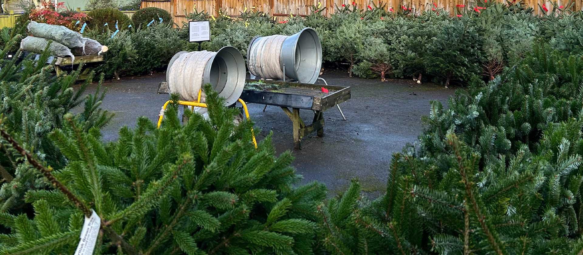 Locally Grown Christmas Trees 