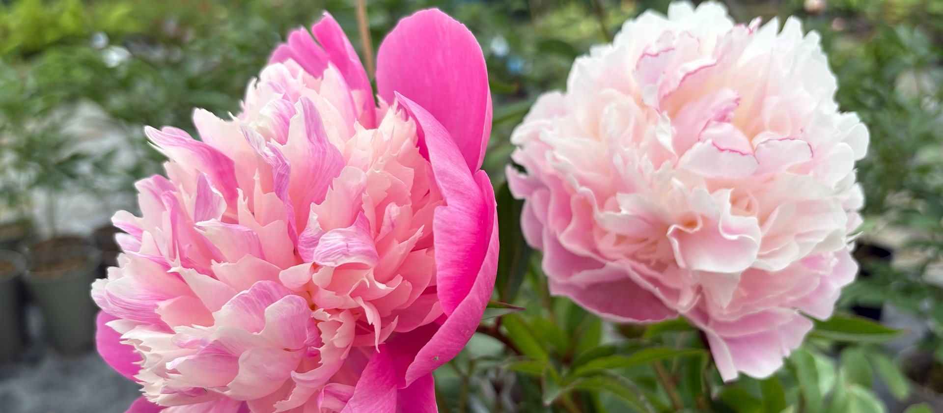 50% Off All Peonies