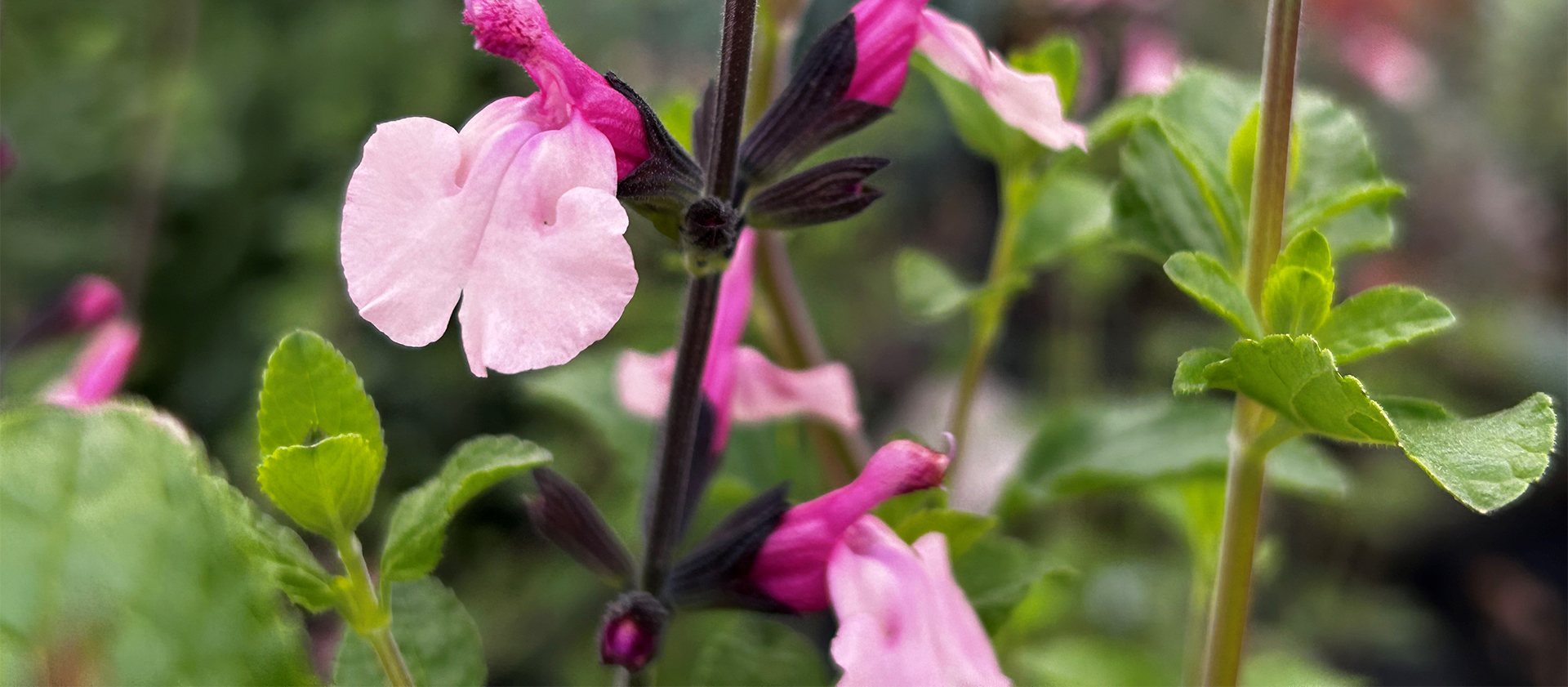 Splendid Salvias 