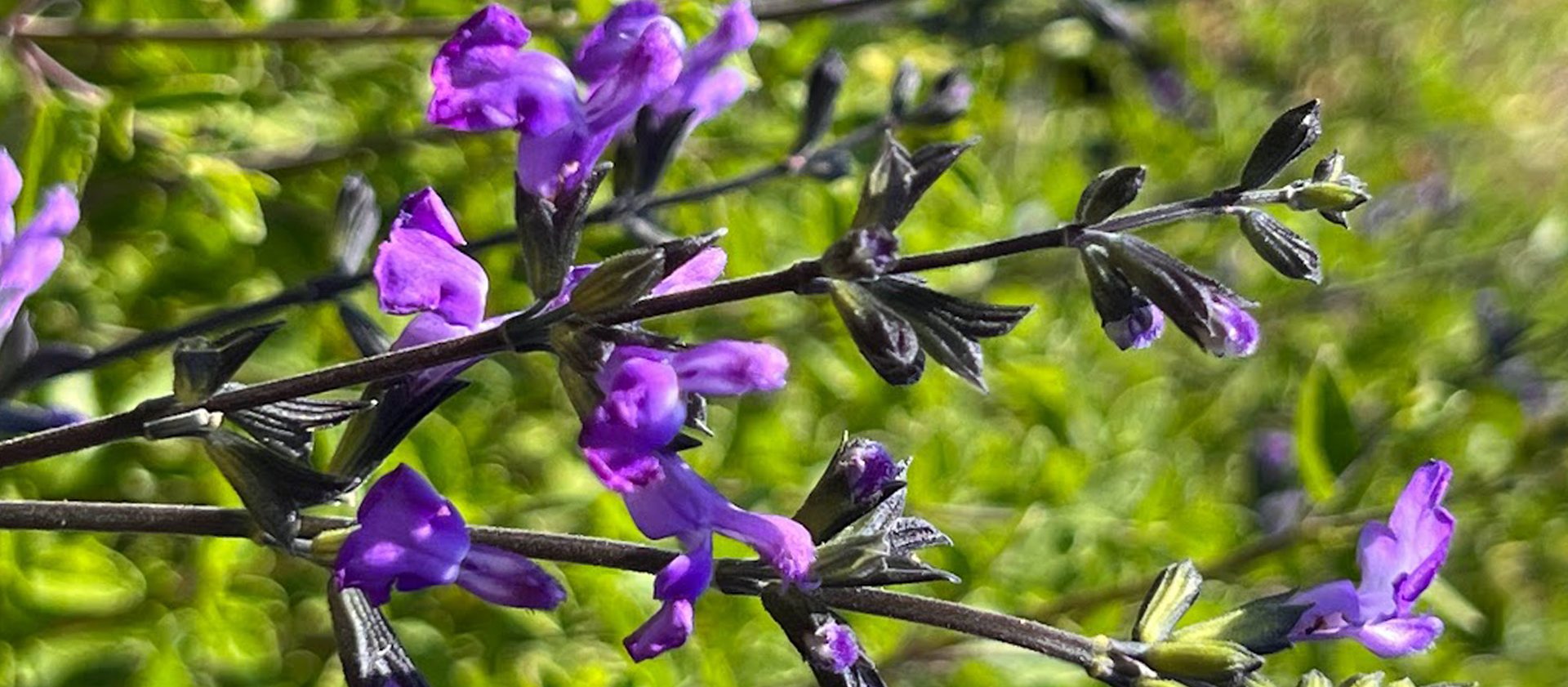 Splendid Salvias 