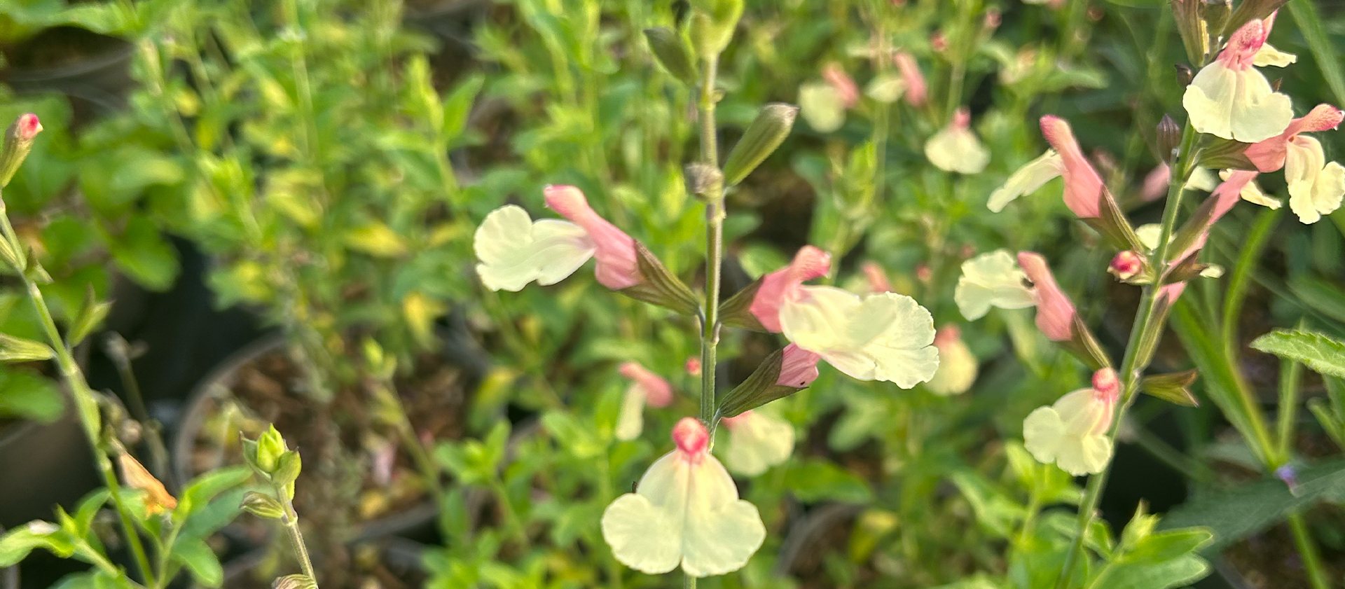 Summer Flowering Salvias