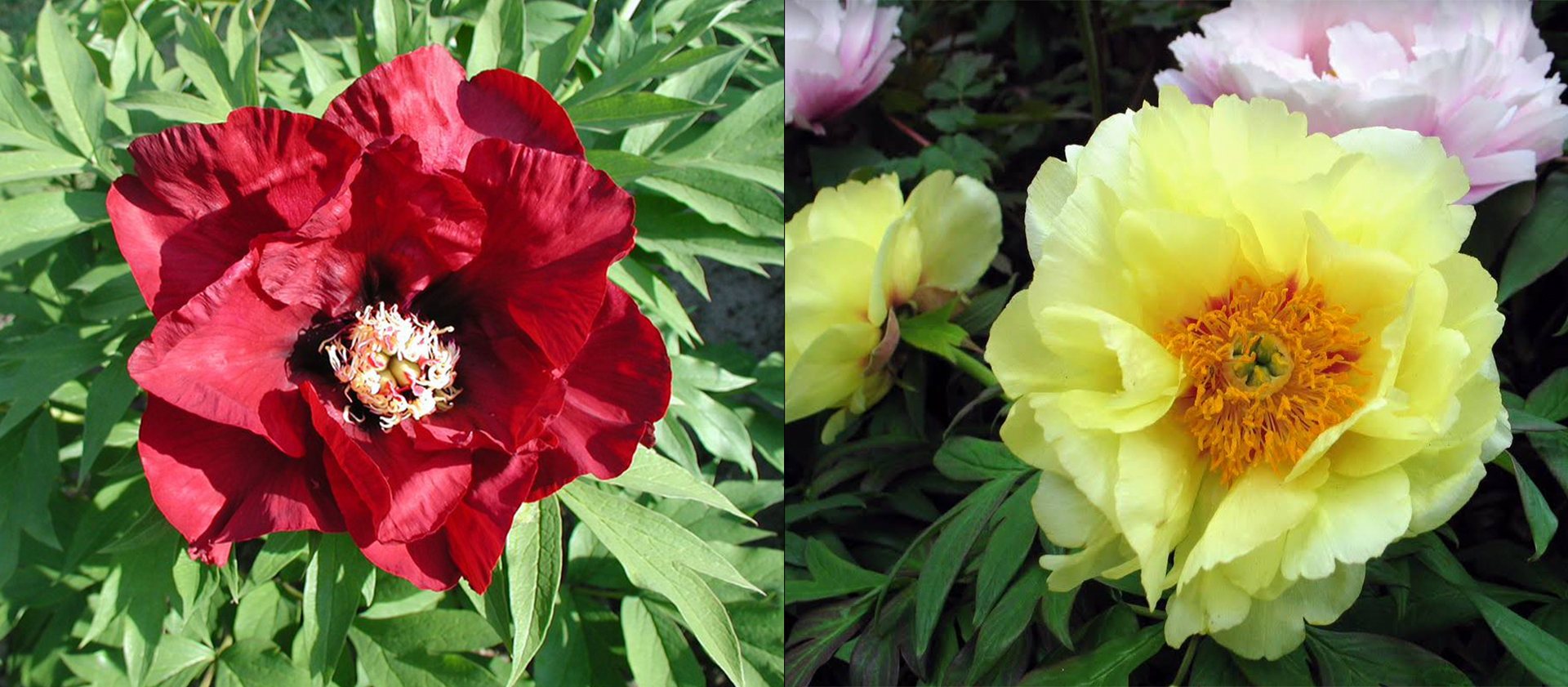 Browse Our Extensive Range Of Plants Online Kelways Plants Ltd Browse Our Extensive Range Of Plants Online Kelways Plants Ltd
