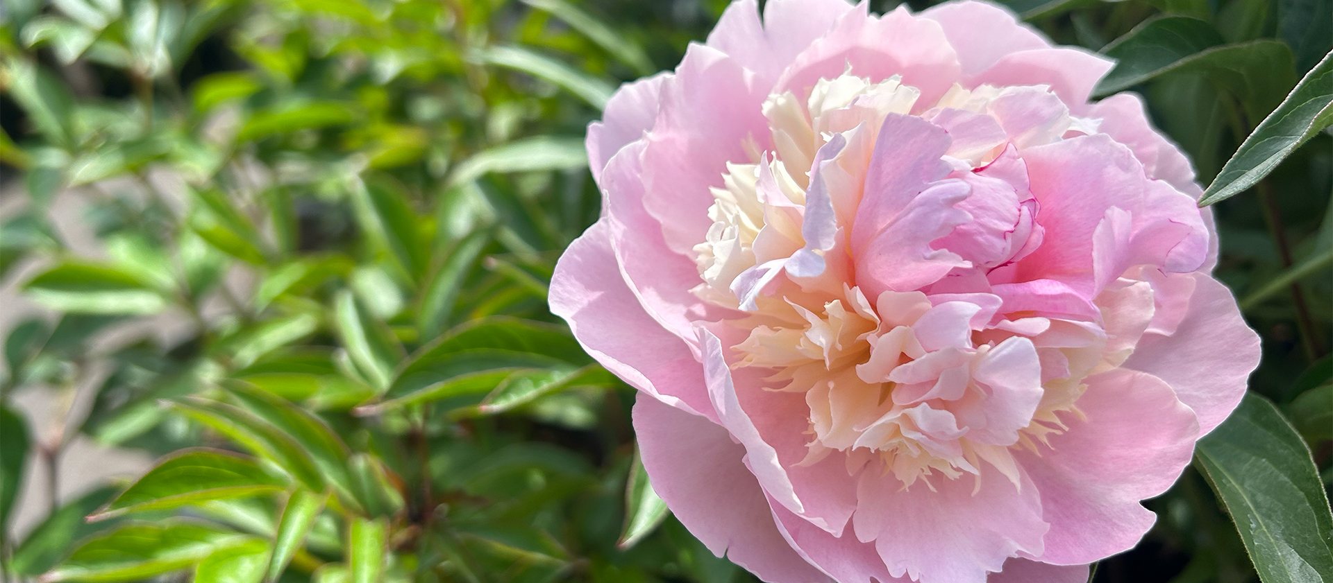 Pre-Order Peonies 