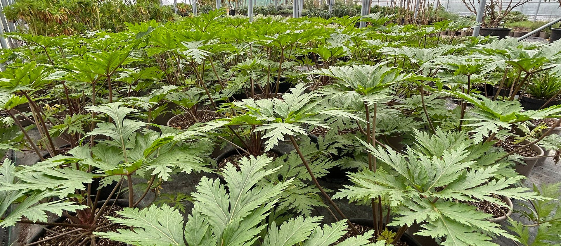 2026 Chelsea Flower Show