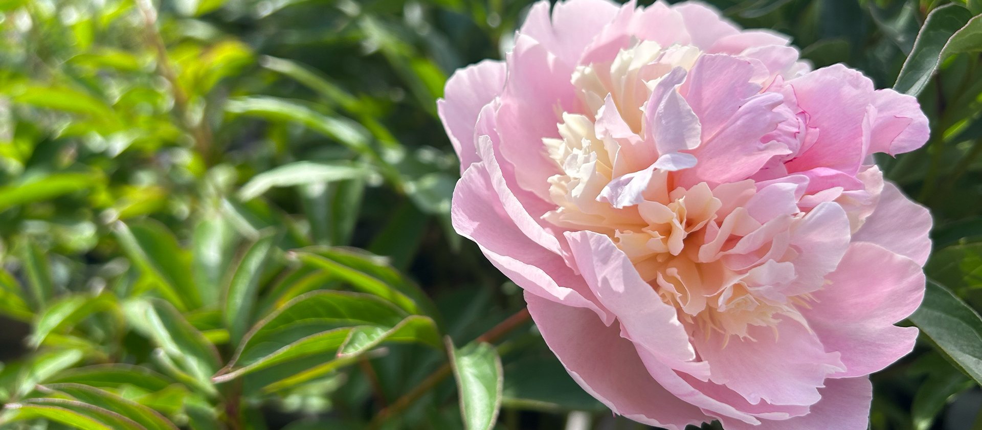 Pre-Order Field-Grown Peonies 