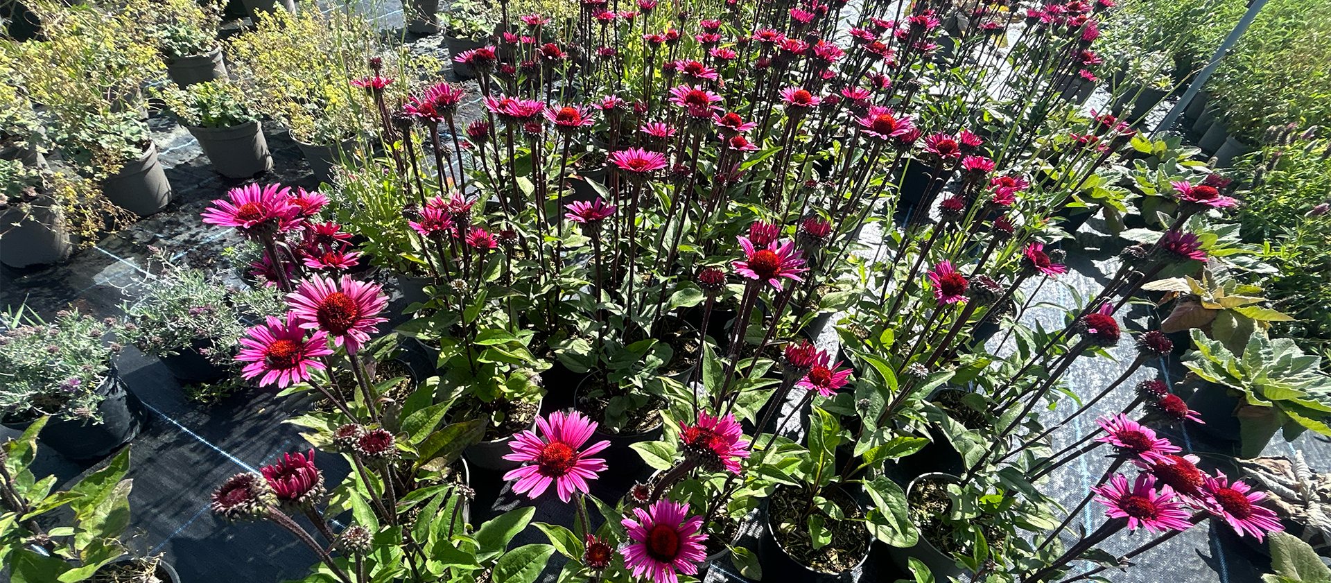 Summer Flowering Perennials 