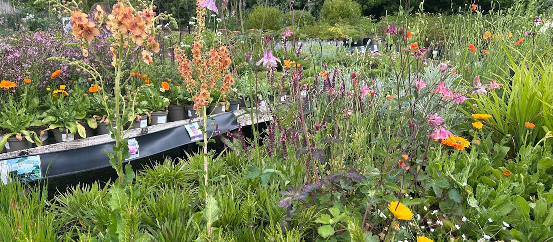 Big Chelsea Plant Sale!