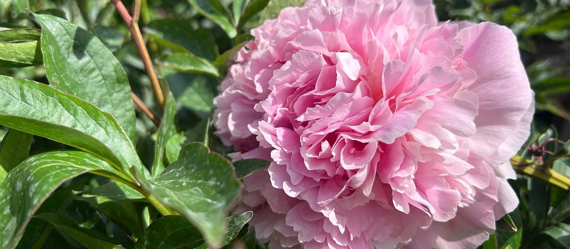Pre-Order Peonies 