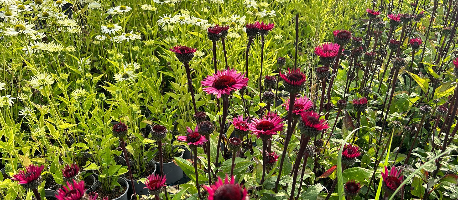 Shop Plants