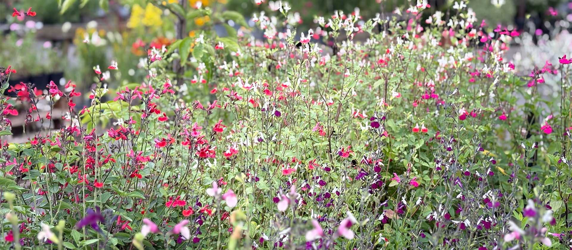 Plant Centre 