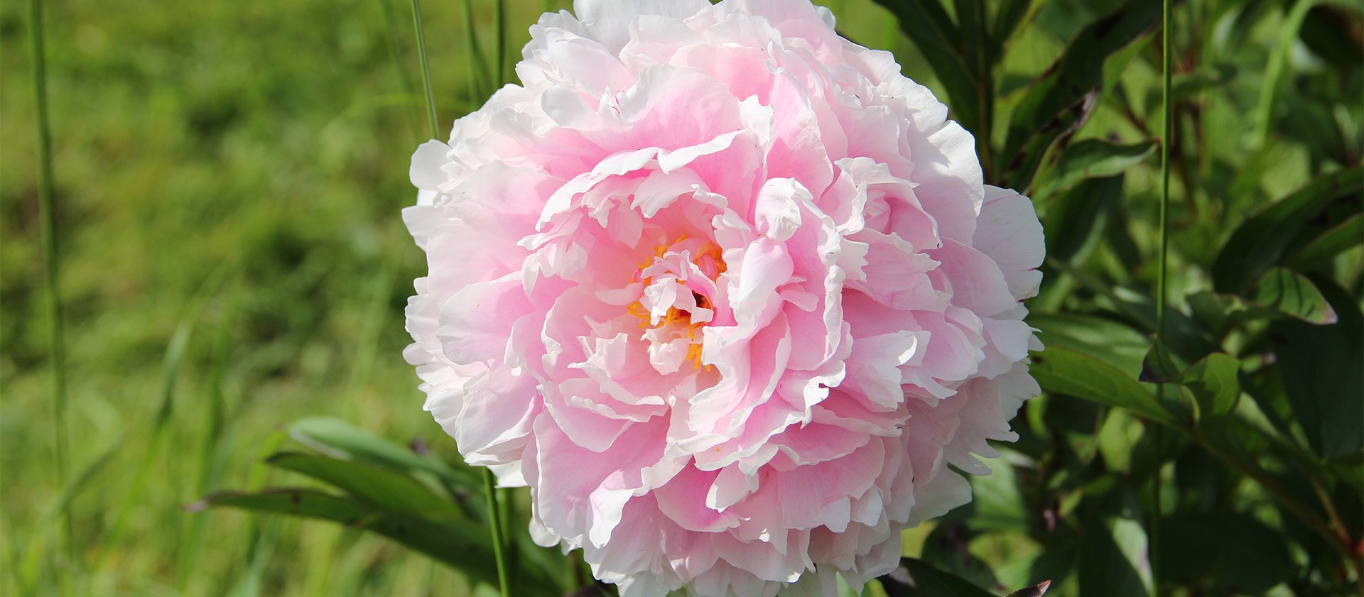 Field-Grown Peonies 