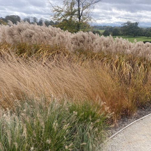 Ornamental Grasses