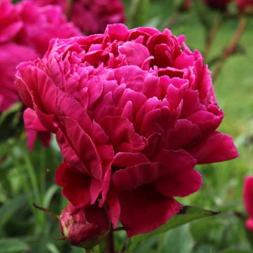 Mail Order Peonies