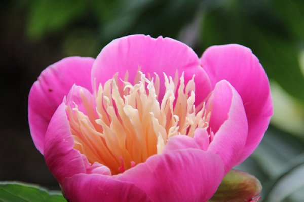 Herbaceous Peonies