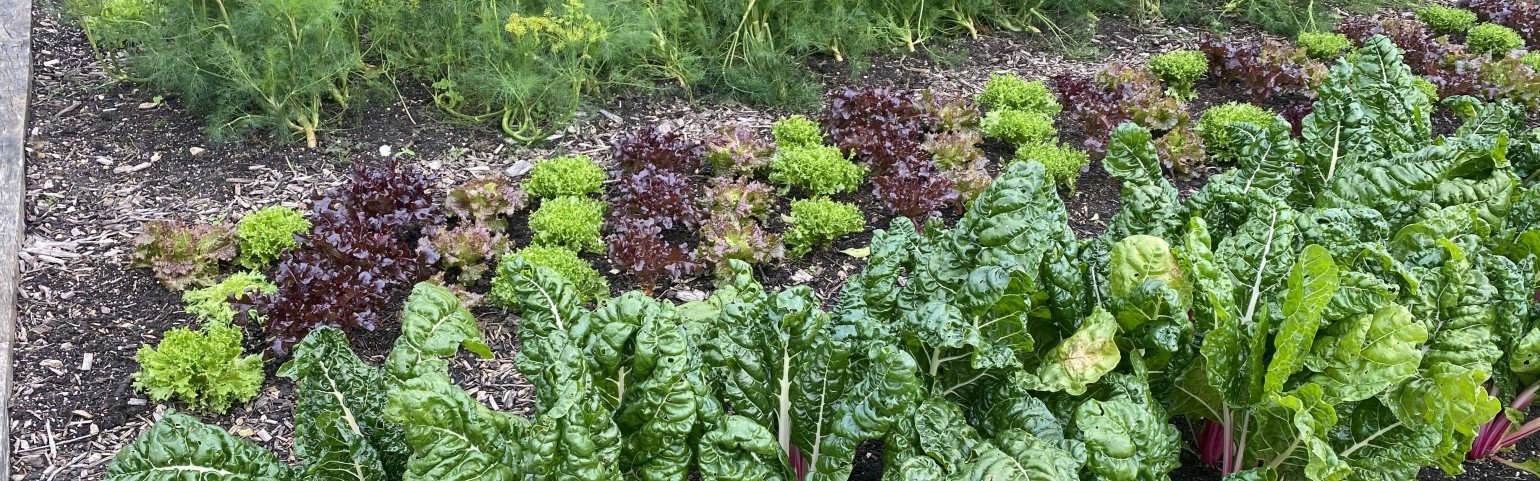 Fruit & Veg Plants