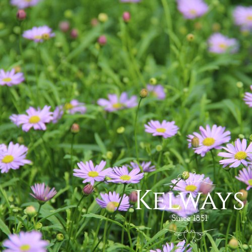 Bedding Plants,  Annuals & Biennials