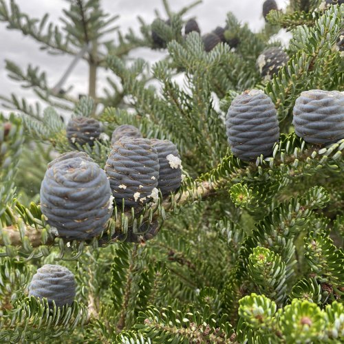 Conifers